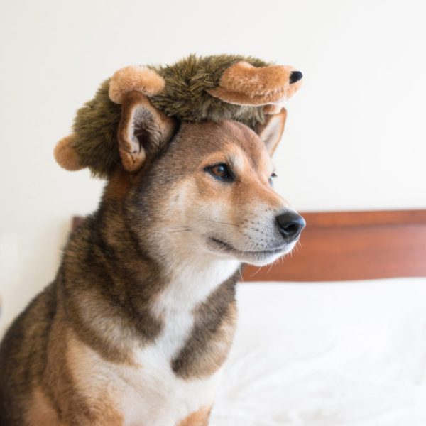 Zippy Paws Loopy Hedgehog - Plush Dog Toy