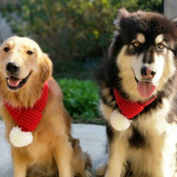 Pet Christmas Wool Scarf Saliva Towel - Size Xs