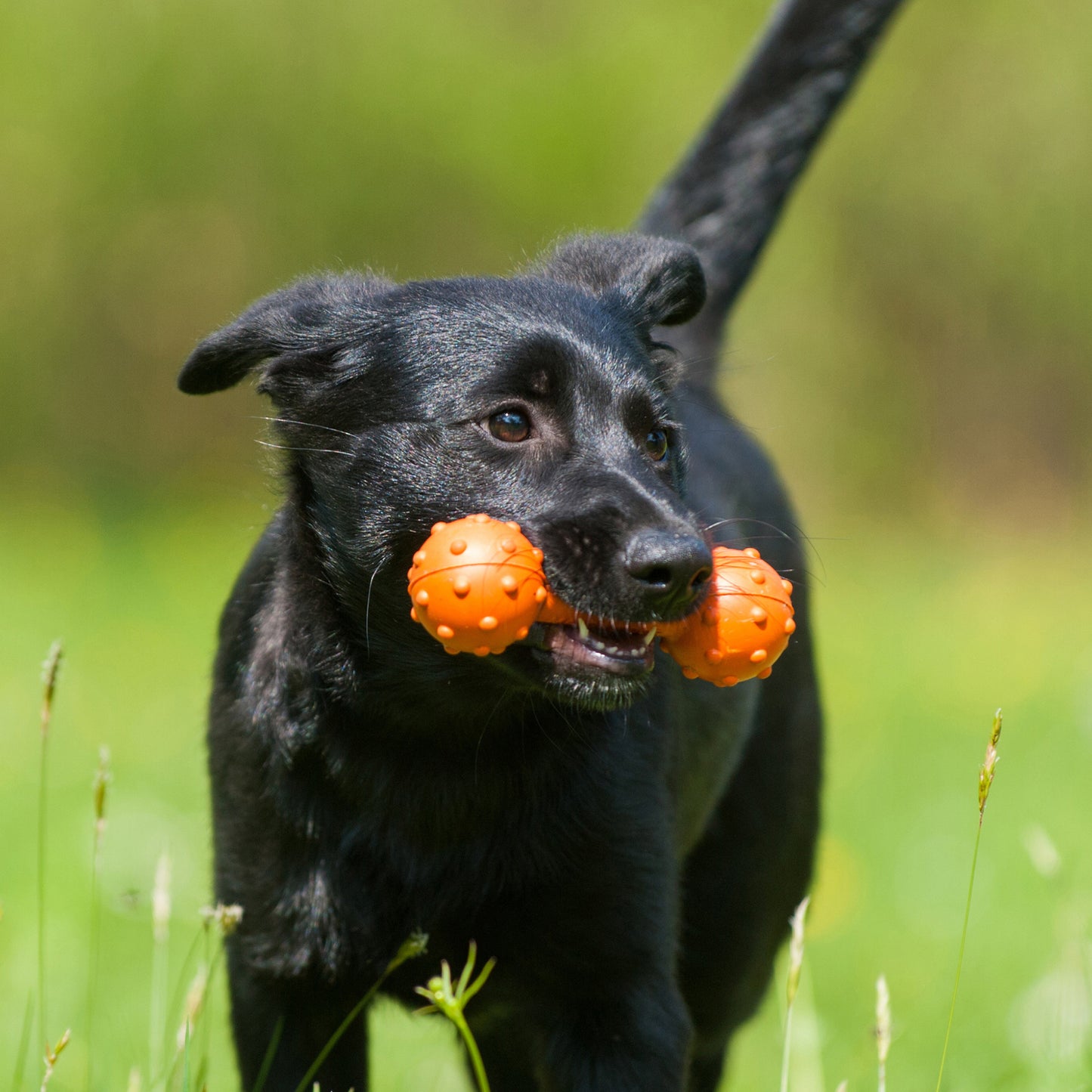 Major Dog Mini Barbell Fetch Toy – Designed for Small Dogs