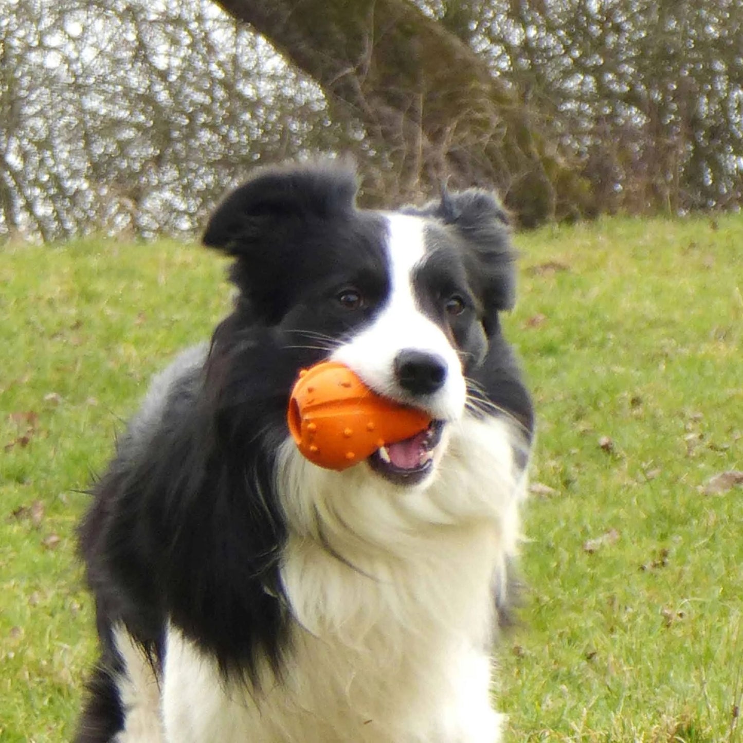 Major Dog Pumpkin Treat Toy – The Ultimate Fetch and Treat Toy for Dogs